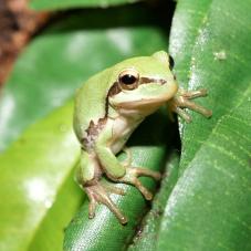 European Green Tree Frog (Hyla arborea)