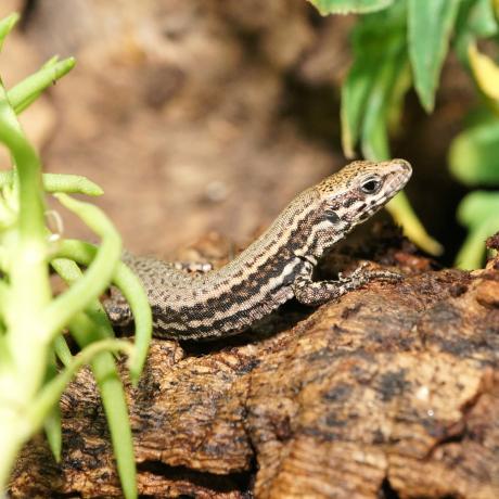 European Wall Lizard