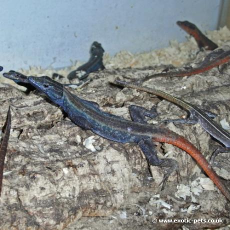 Common Flat Rock Lizard