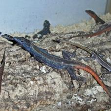 Common Flat Rock Lizard (Platysaurus intermedius)