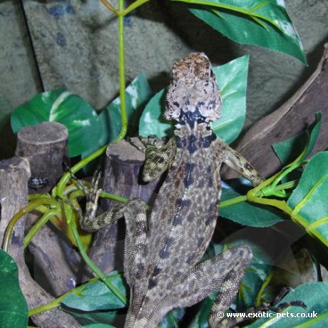 Collard Tree Lizard