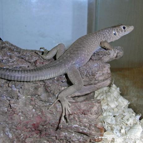 Jayakars Oman Lizard