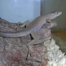 Jayakars Oman Lizard (Omanosaura jayakari)