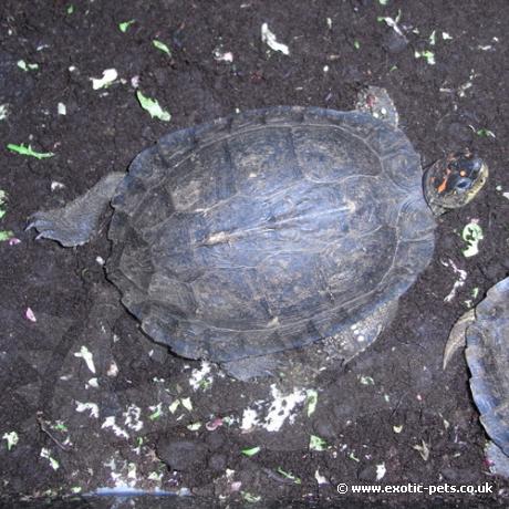 South American Wood Turtle