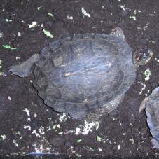 South American Wood Turtle (Rhinoclemmys punctularia)