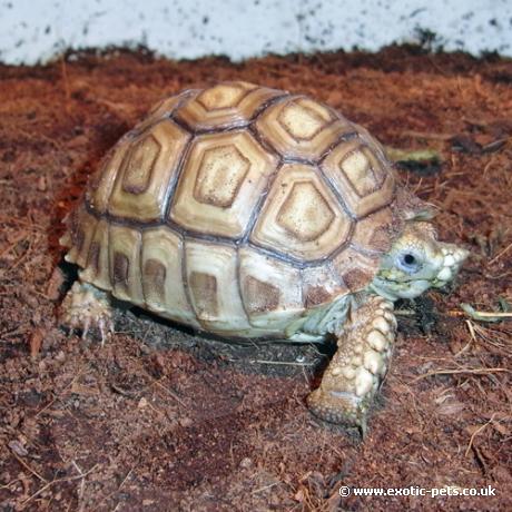 African Spur Thigh Tortoise