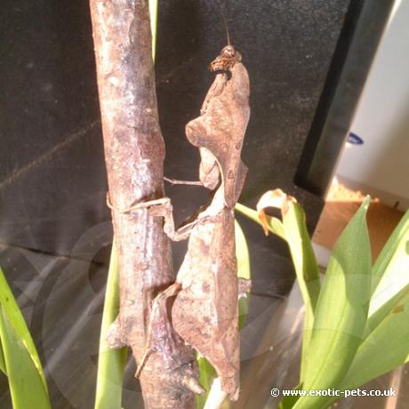 Why they are called Dead Leaf Praying Mantids