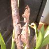 Why they are called Dead Leaf Praying Mantids photo