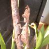 Why they are called Dead Leaf Praying Mantids photo