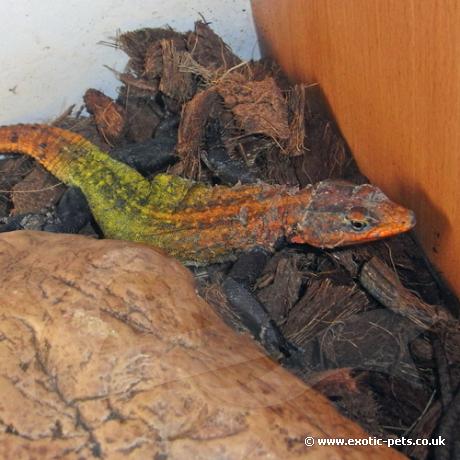 Emperor Flat Rock Lizard