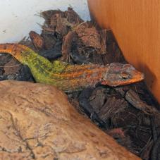 Emperor Flat Rock Lizard (Platysaurus imperator)