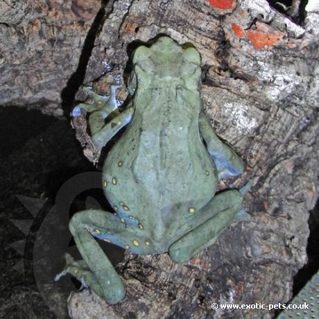 Tree Toad