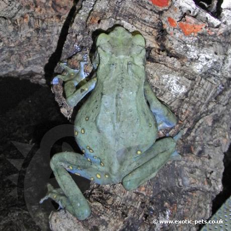 Tree Toad