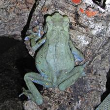 Tree Toad (Pedostibes hosii)