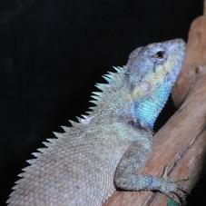 Asian Blood Suckers (Calotes versicolor)