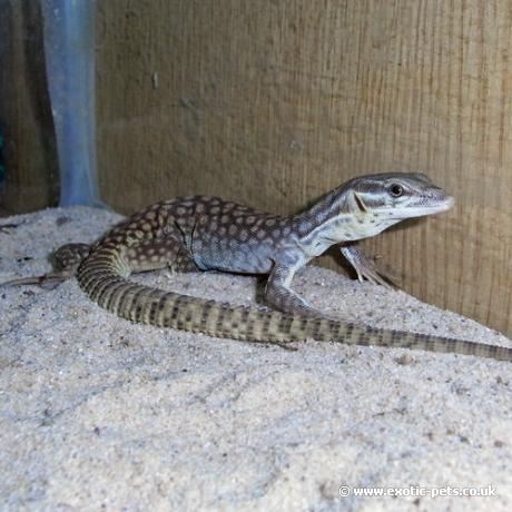 Ridge Tailed Monitor