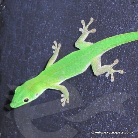 Parkers Day Gecko