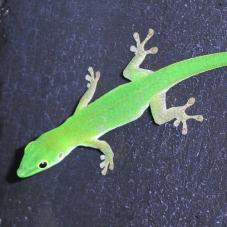 Parkers Day Gecko (Phelsuma parkeri)