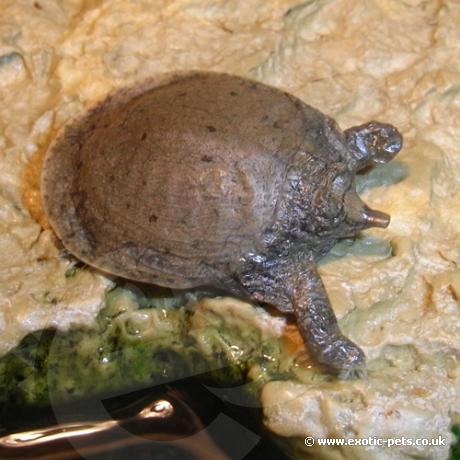 Chinese Soft Shell Turtle - baby