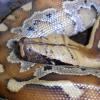 Red Blood Python - head photo