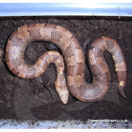 Viper Boa