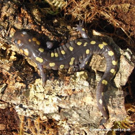 Spotted Salamander