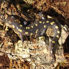 Spotted Salamander (Ambystoma maculatum)