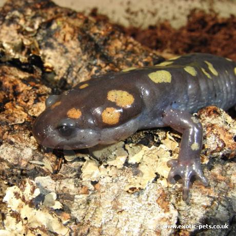 Spotted Salamander - head