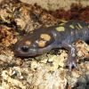 Spotted Salamander - head photo