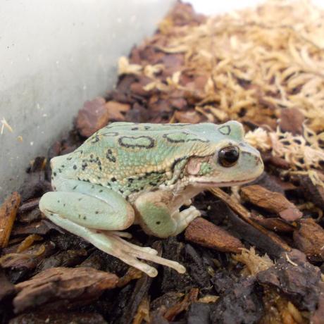 Andean Marsupial Tree Frog