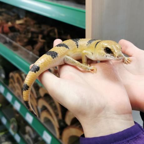 Peters Banded Skink