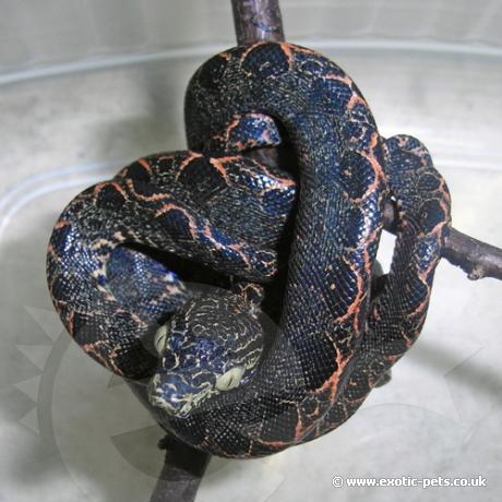 Amazon Tree Boa