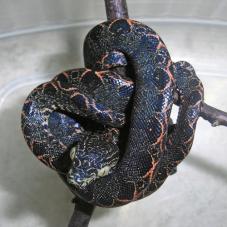 Amazon Tree Boa (Corallus hortulanus)