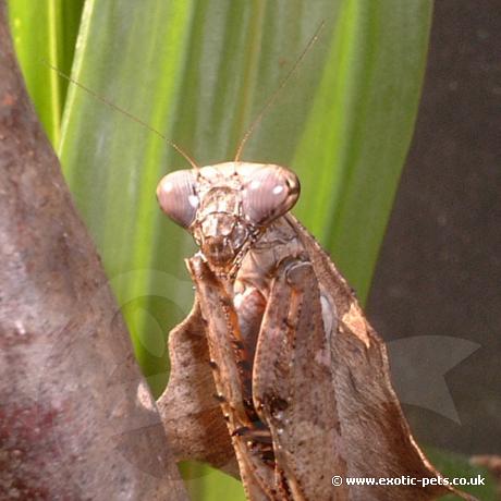 Dead Leaf Praying Mantis head