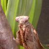 Dead Leaf Praying Mantis head photo