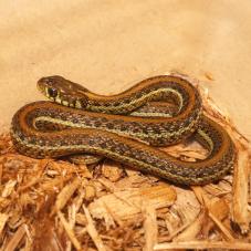 Atotonilco Garter Snake (Thamnophis eques diluvialis)