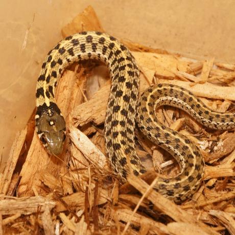 Chequered Garter Snake