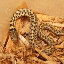 Chequered Garter Snake (Thamnophis marcianus)