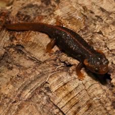 Crocodile Newt (Tylototriton verrucosus)