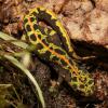 Marbled Newt - GROUP of THREE (CB21) Baby 4-5cm