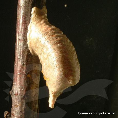 Dead Leaf Praying Mantis Ootheca