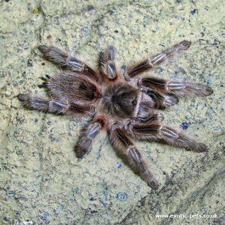 Chile Red Zebra Tarantula