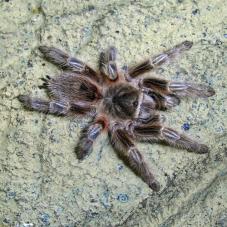 Chile Red Zebra Tarantula (Grammostola sp. Concepicon)