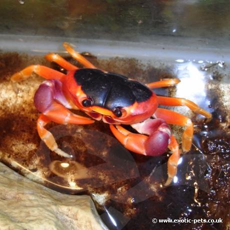 Bermunda Land Crab Feeding