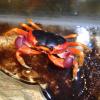 Bermunda Land Crab Feeding photo