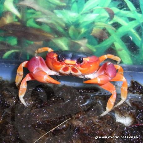 land crab bermuda pets exotic blackback