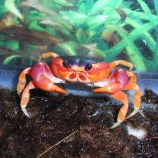 Bermuda Land Crab (Gecarcinus lateralis)