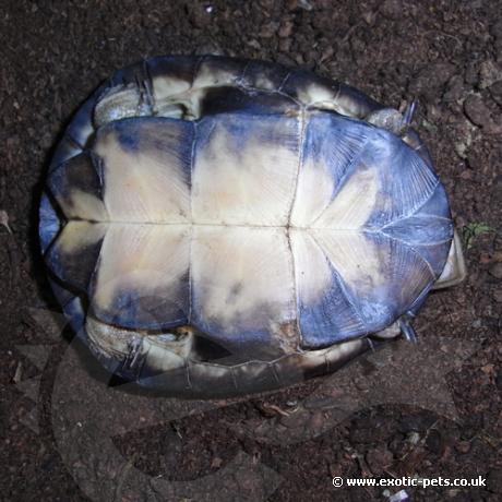 West African Mud Turtle