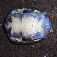 West African Mud Turtle (Pelusios castaneus)