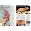 Practical Reptile Keeping - Issue 3 Mini Dragons photo